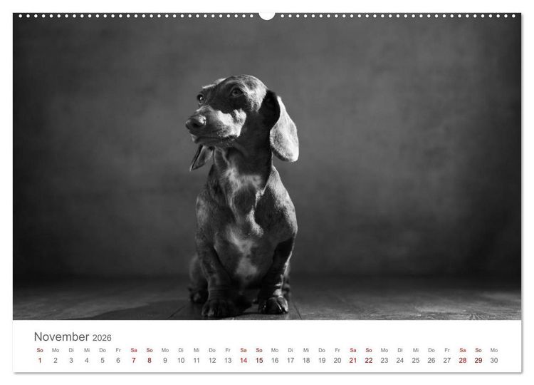 Produktbild: Hundeportraits Fine Art (hochwertiger Premium Wandkalender 2026 DIN A2 quer), Kunstdruck in Hochglanz
