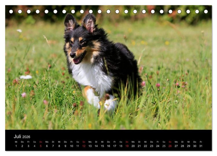Produktbild: Shelties 2026 (Tischkalender 2026 DIN A5 quer), CALVENDO Monatskalender