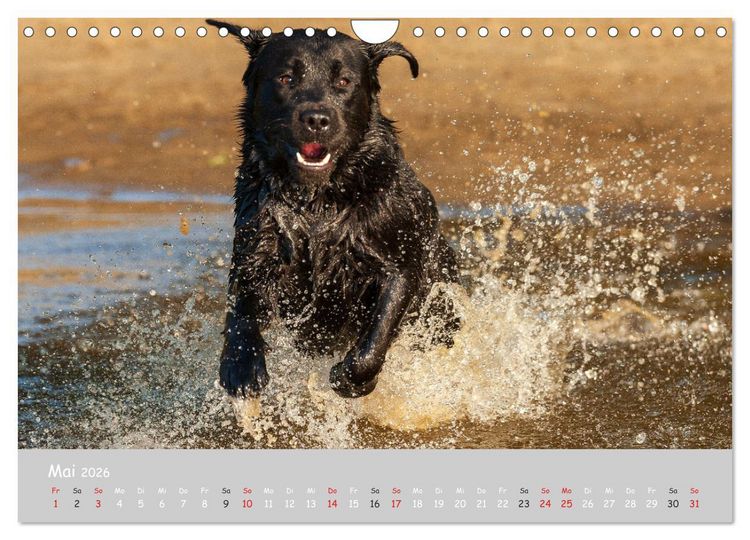 Produktbild: Liebenswerter Labrador 2026 (Wandkalender 2026 DIN A4 quer), CALVENDO Monatskalender