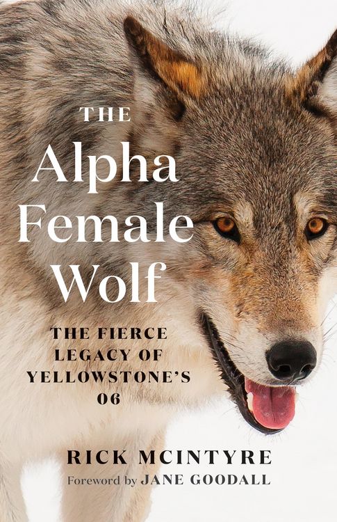 Produktbild: The Alpha Female Wolf