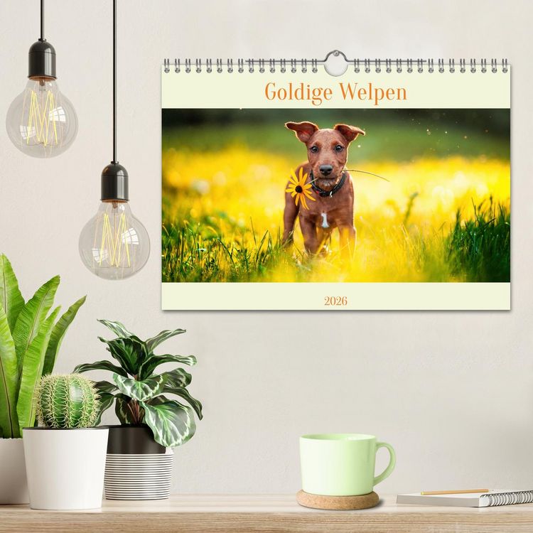 Produktbild: Pfotenblitzers Goldige Welpen (Wandkalender 2026 DIN A4 quer), CALVENDO Monatskalender