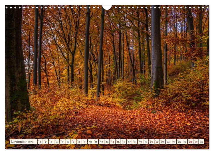 Produktbild: Im Zauber der W&auml;lder (Wandkalender 2026 DIN A3 quer), CALVENDO Monatskalender