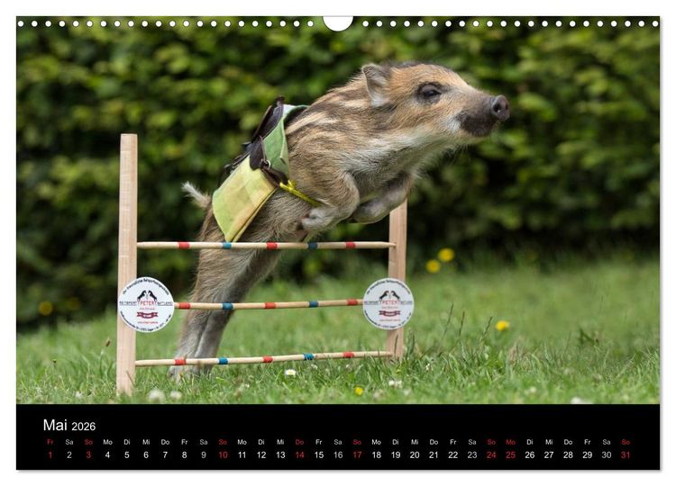 Produktbild: Kleine Schweinereien (Wandkalender 2026 DIN A3 quer), CALVENDO Monatskalender
