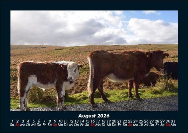 Produktbild: Kuhkalender 2026 Fotokalender DIN A5