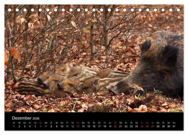 Produktbild: Wilde Wutzen. Das heimische Wildschwein (Tischkalender 2026 DIN A5 quer), CALVENDO Monatskalender