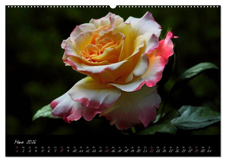 Produktbild: Rosen Romanze - Visuelle Musik (hochwertiger Premium Wandkalender 2026 DIN A2 quer), Kunstdruck in Hochglanz