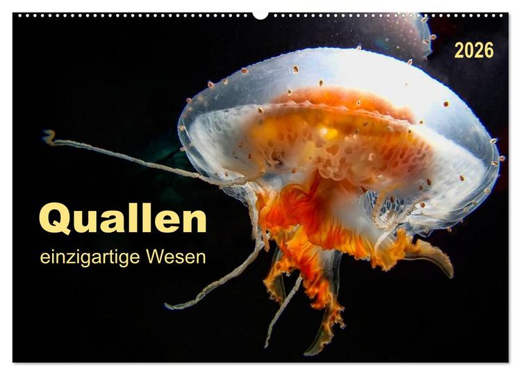 Produktbild: Quallen - einzigartige Wesen (Wandkalender 2026 DIN A2 quer), CALVENDO Monatskalender