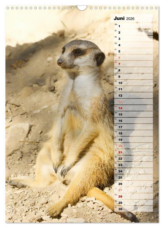Produktbild: Erdm&auml;nnchen, putzige Kerlchen mit gro&szlig;en Knopfaugen (Wandkalender 2026 DIN A3 hoch), CALVENDO Monatskalender