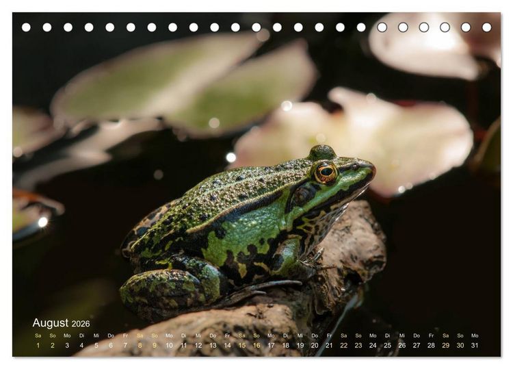 Produktbild: Fr&ouml;sche zum Verlieben (Tischkalender 2026 DIN A5 quer), CALVENDO Monatskalender
