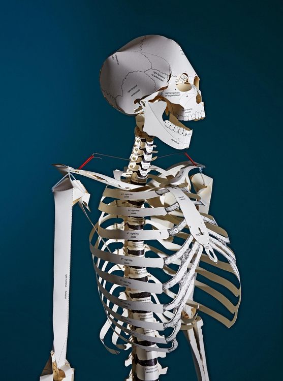 Produktbild: Build Your Own Human Skeleton &ndash; Life Size!