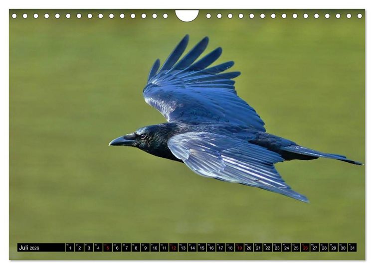 Produktbild: Flugk&uuml;nstler unter unserem Himmel - Spektakul&auml;re Aufnahmen von Uhu,Kr&auml;he,Graugans und Co (Wandkalender 2026 DIN A4 quer), CALVENDO Monatskalender