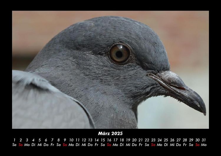 Produktbild: Welt der V&ouml;gel 2025 Fotokalender DIN A3