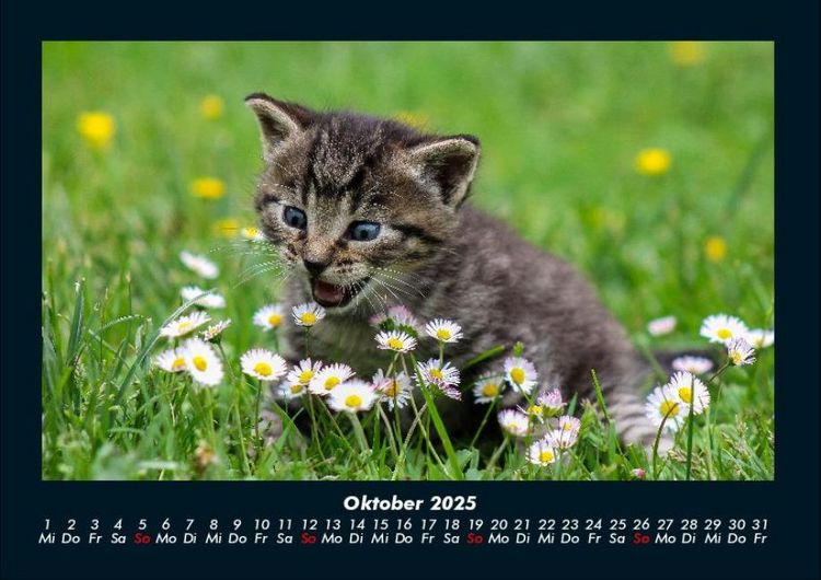 Produktbild: F&uuml;r Katzenfreunde 2025 Fotokalender DIN A4
