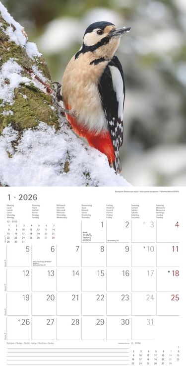 Produktbild: Einheimische Vögel 2026 - Broschürenkalender 30x30 cm (30x60 geöffnet) - Kalender mit Platz für Notizen - Birds - Bildkalender - Wandkalender - Vogelk