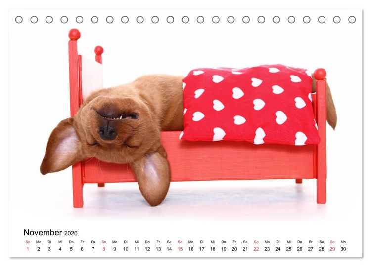 Produktbild: Funny Dogs (Tischkalender 2026 DIN A5 quer), CALVENDO Monatskalender