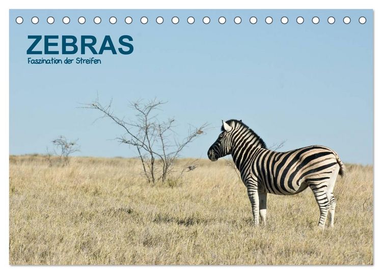 Produktbild: Zebras - Faszination der Streifen (Tischkalender 2026 DIN A5 quer), CALVENDO Monatskalender