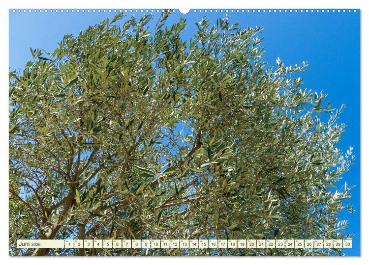 Produktbild: Mediterrane Flora - Pflanzen des S&uuml;dens (Wandkalender 2026 DIN A2 quer), CALVENDO Monatskalender