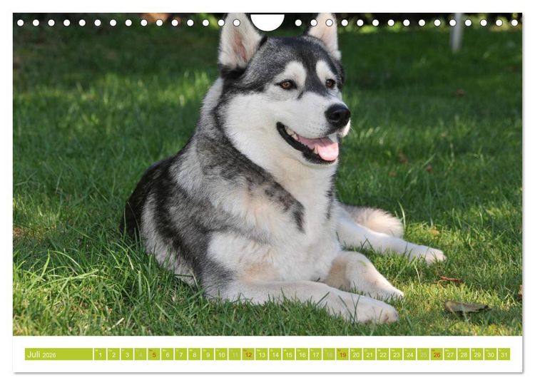 Produktbild: Siberian Husky - der Urtyp (Wandkalender 2026 DIN A4 quer), CALVENDO Monatskalender