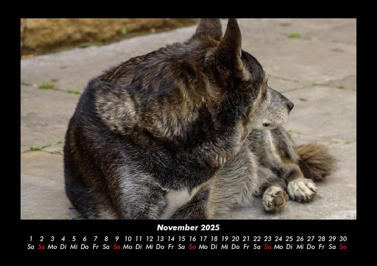 Produktbild: Der Hundekalender 2025 Fotokalender DIN A3