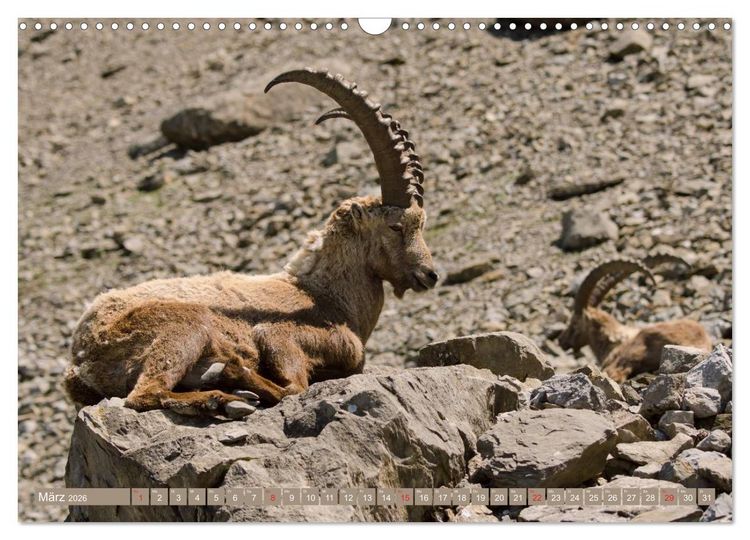 Produktbild: Steinwild am Pilatus (Wandkalender 2026 DIN A3 quer), CALVENDO Monatskalender