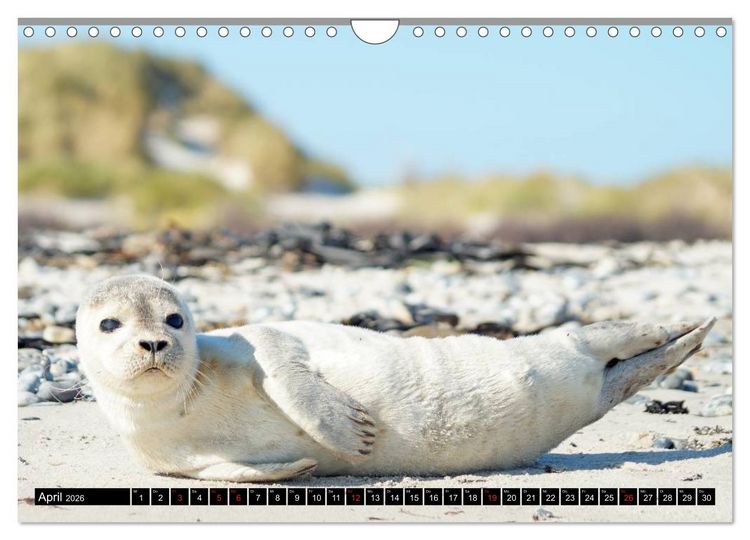 Produktbild: Robben an der Nordsee (Wandkalender 2026 DIN A4 quer), CALVENDO Monatskalender