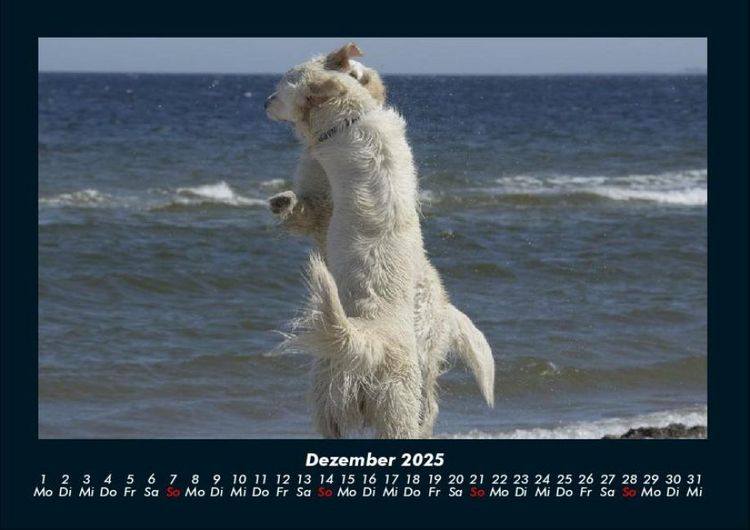 Produktbild: Der Hundekalender 2025 Fotokalender DIN A4