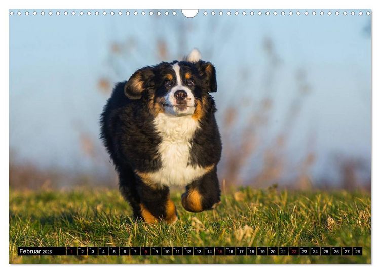 Produktbild: Berner Sennenhunde in Action (Wandkalender 2026 DIN A3 quer), CALVENDO Monatskalender