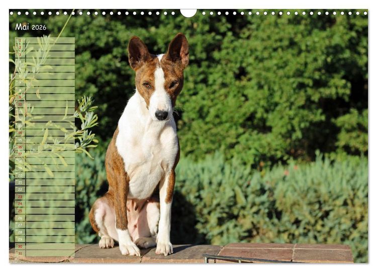 Produktbild: Basenji, der Kongo-Terrier (Wandkalender 2026 DIN A3 quer), CALVENDO Monatskalender