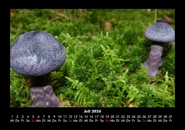 Produktbild: Pilzkalender 2026 Fotokalender DIN A3