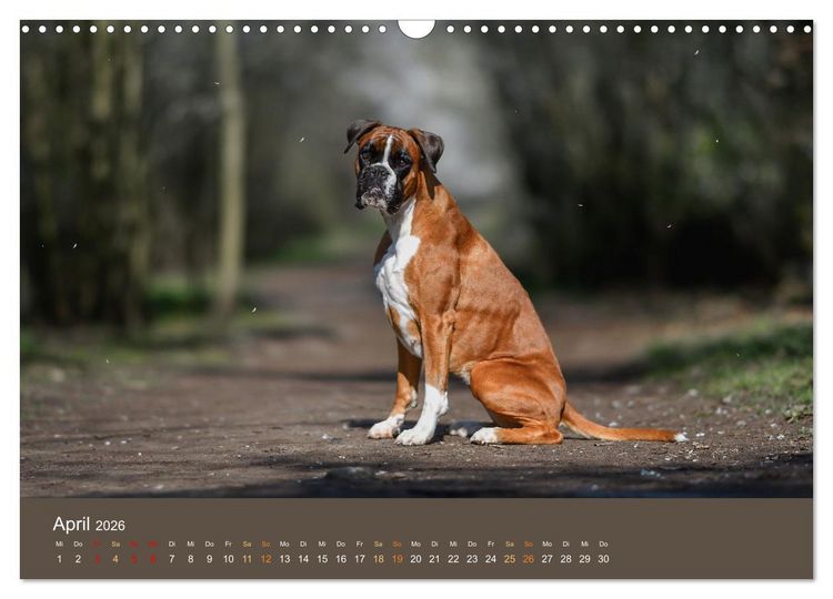 Produktbild: Der Boxer, der beste Hund der Welt (Wandkalender 2026 DIN A3 quer), CALVENDO Monatskalender