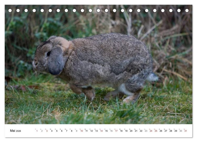 Produktbild: Kaninchen - knuddelige Hausgenossen (Tischkalender 2026 DIN A5 quer), CALVENDO Monatskalender