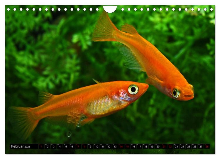 Produktbild: Beliebte Fische der Welt (Wandkalender 2026 DIN A4 quer), CALVENDO Monatskalender