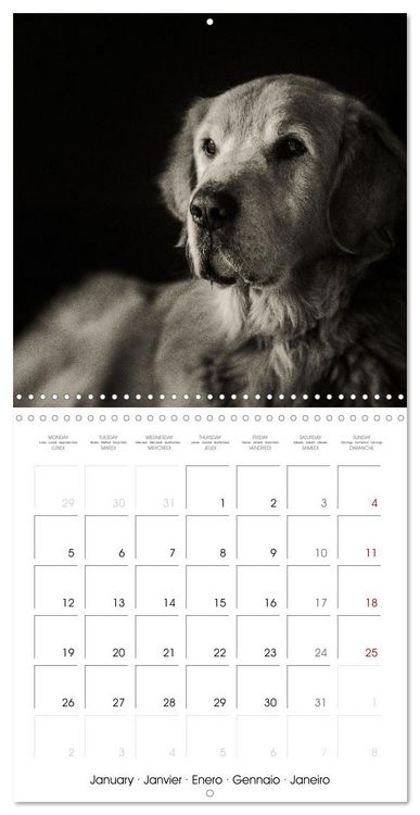 Produktbild: Portraits canins (Calendrier mural carr&eacute; 2026 30x30 cm) Calendrier double avec une page pour vos prises de notes