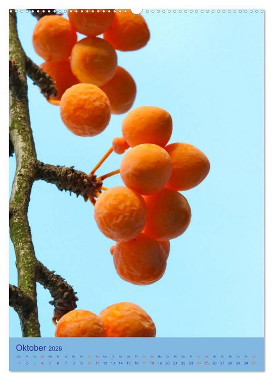 Produktbild: Ginkgo (hochwertiger Premium Wandkalender 2026 DIN A2 hoch), Kunstdruck in Hochglanz