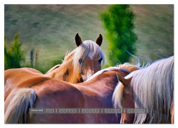 Produktbild: Die besonderen Haflinger-Pferde (Wandkalender 2026 DIN A3 quer), CALVENDO Monatskalender