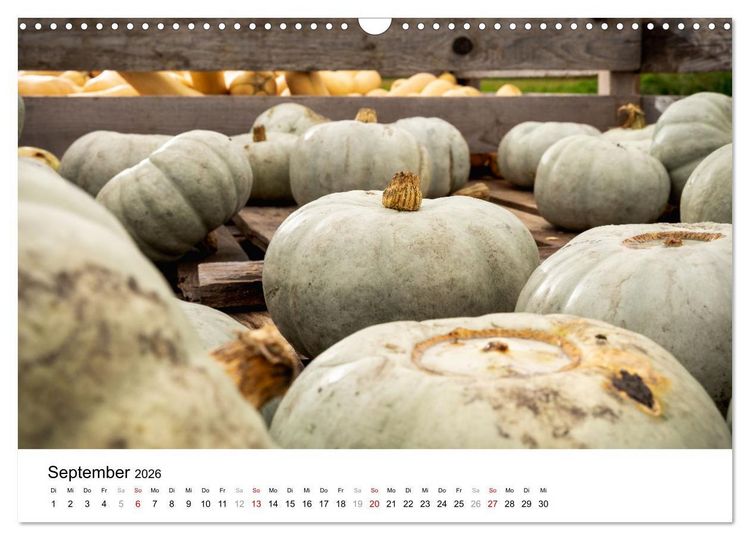 Produktbild: K&Uuml;RBIS KALENDER - Die sch&ouml;nsten K&uuml;rbisse des Jahres (Wandkalender 2026 DIN A3 quer), CALVENDO Monatskalender