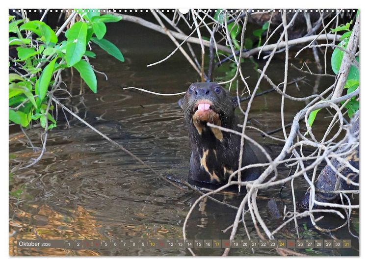 Produktbild: Riesenotter - Flussw&ouml;lfe im Pantanal (Wandkalender 2026 DIN A2 quer), CALVENDO Monatskalender