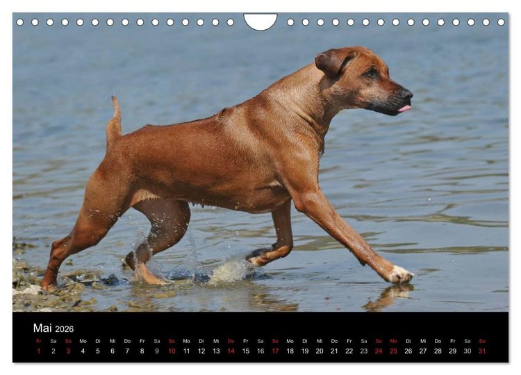 Produktbild: Rhodesian Ridgeback 2026 (Wandkalender 2026 DIN A4 quer), CALVENDO Monatskalender