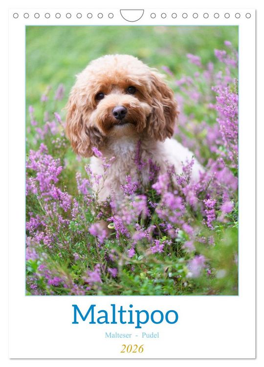 Produktbild: Maltipoo - Malteser - Pudel 2026 (Wandkalender 2026 DIN A4 hoch), CALVENDO Monatskalender