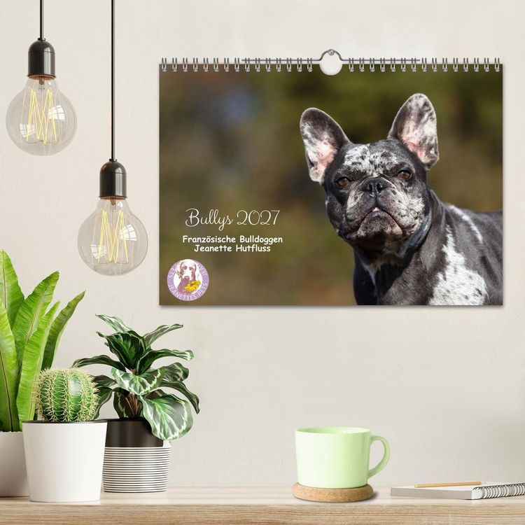 Produktbild: Bullys - Franz&ouml;sische Bulldoggen 2027 (Wandkalender 2027 DIN A4 quer), CALVENDO Monatskalender