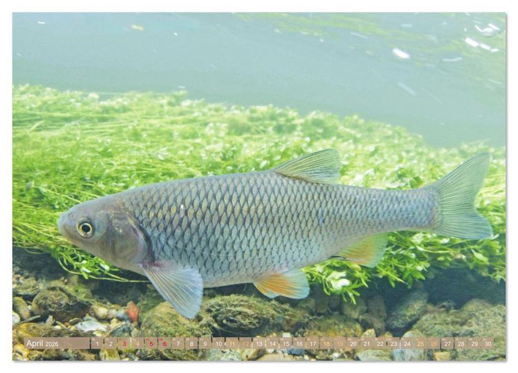 Produktbild: Forelle, Hecht und St&ouml;r: Fische in europ&auml;ischen Gew&auml;ssern (Wandkalender 2026 DIN A4 quer), CALVENDO Monatskalender