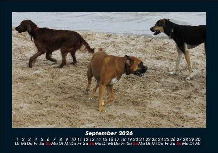 Produktbild: Hundezauber 2026 Fotokalender DIN A5
