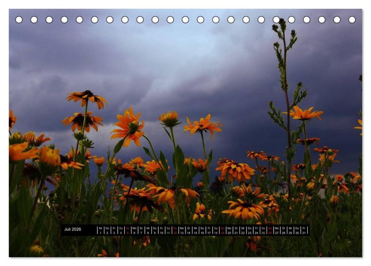 Produktbild: Bl&uuml;ten-Zauber am Wegesrand 2026 (Tischkalender 2026 DIN A5 quer), CALVENDO Monatskalender