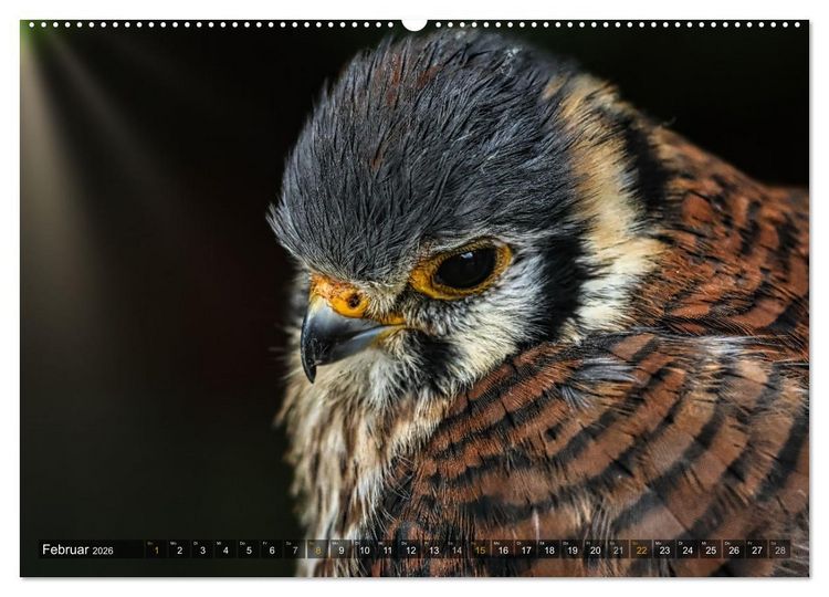 Produktbild: Imposante Vogelportr&auml;ts (Wandkalender 2026 DIN A2 quer), CALVENDO Monatskalender