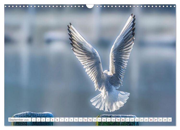 Produktbild: Aerorobaten - M&ouml;wen im Flug (Wandkalender 2026 DIN A3 quer), CALVENDO Monatskalender