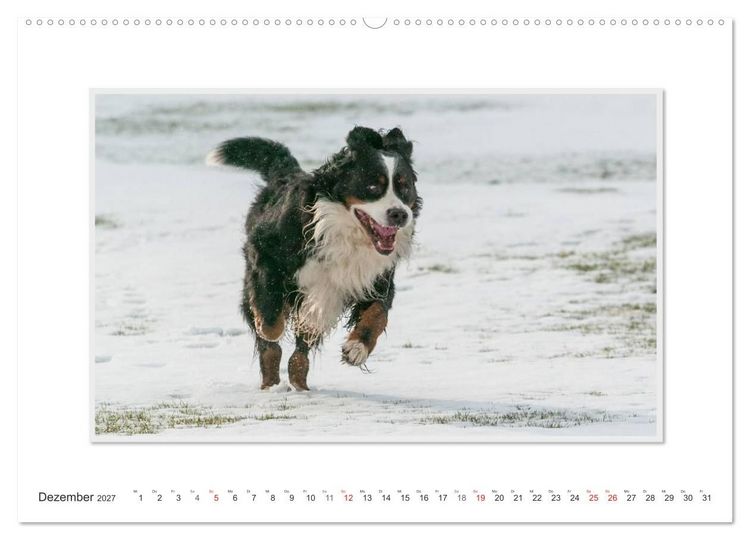 Produktbild: Emotionale Momente: Berner Sennenhund. (Wandkalender 2027 DIN A2 quer), CALVENDO Monatskalender