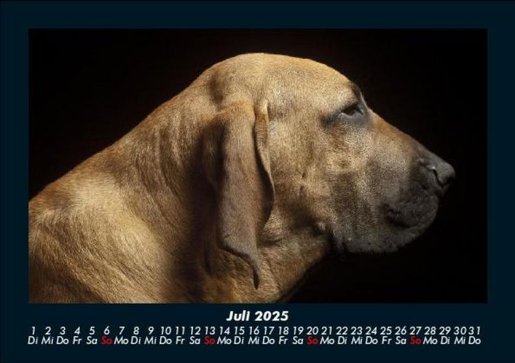 Produktbild: Hundezauber 2025 Fotokalender DIN A5