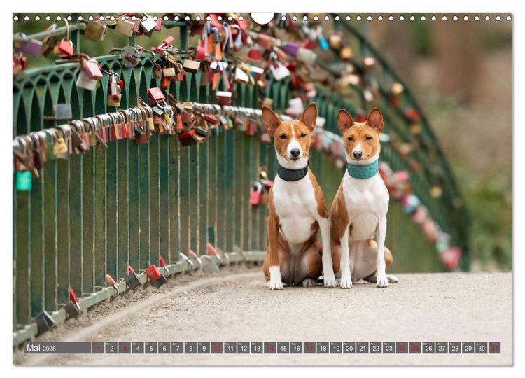 Produktbild: Eine Reise in die Welt der Basenjis (Wandkalender 2026 DIN A3 quer), CALVENDO Monatskalender