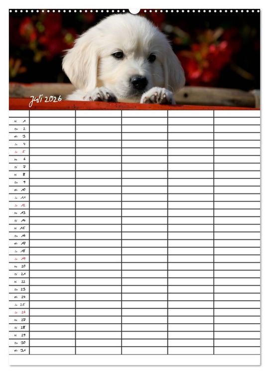 Produktbild: Familienplaner: Golden Retriever Welpen (Wandkalender 2026 DIN A2 hoch), CALVENDO Monatskalender