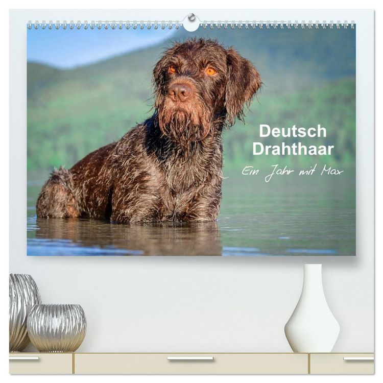Produktbild: Deutsch Drahthaar - Ein Jahr mit Max (hochwertiger Premium Wandkalender 2026 DIN A2 quer), Kunstdruck in Hochglanz
